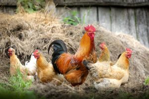 コック ファーム 村 チキン 妻 自給自足農業 エコロジー 家畜 家禽 鳥 鶏　鶏肉