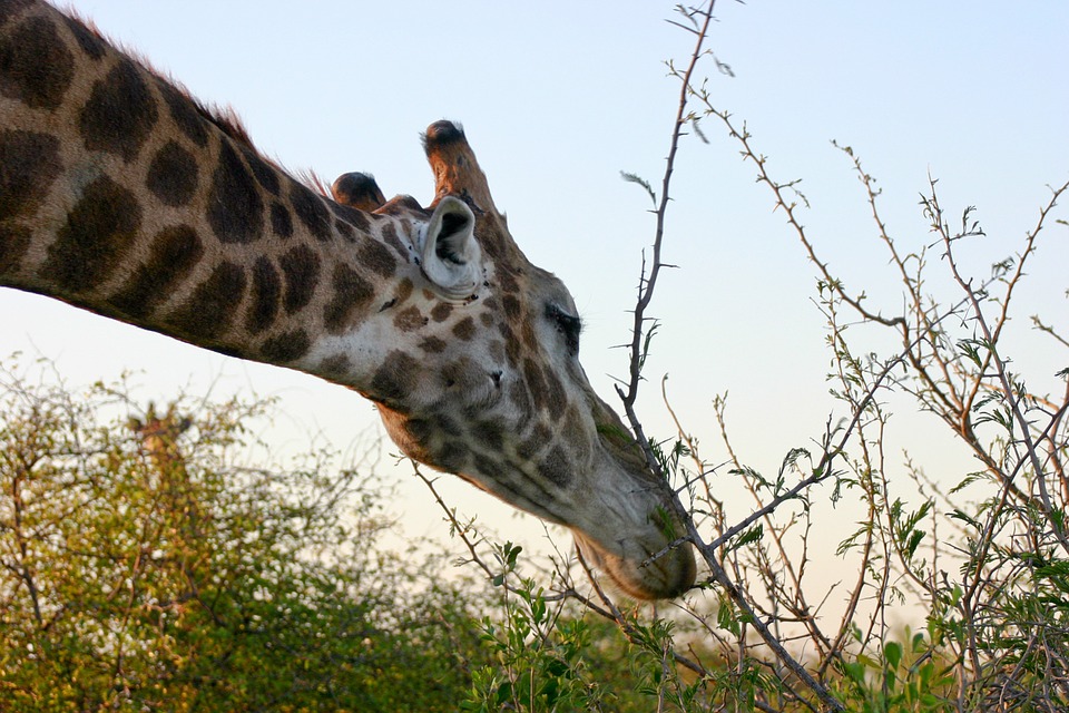 キリン アフリカ 食べること サフリ とげの薮 動物 スワジランド 首