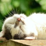 猫 猫の顔 睡眠 Katzenkopf 疲れ果てた 白猫 ペット 国内の猫 クローズ