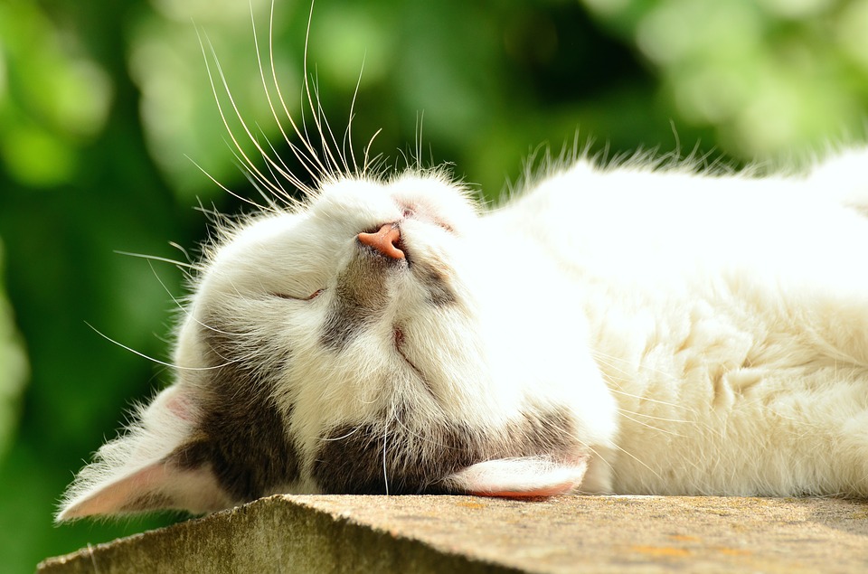猫 猫の顔 睡眠 Katzenkopf 疲れ果てた 白猫 ペット 国内の猫 クローズ