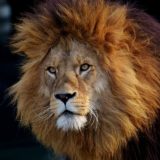 ライオン 捕食者 危険 たてがみ 猫 男性 動物園 野生動物 アフリカ 動物　ツイストパーマ