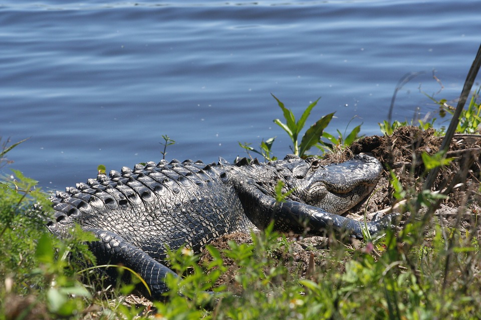 は虫類 自然 水 野生動物 動物 フロリダ州 Gator ワニ 睡眠 暖かさ