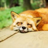 睡眠中の狐